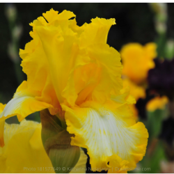 Bearded Iris 'That's All Folks'